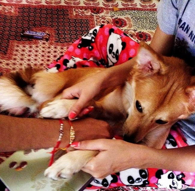 rejected-marriage-dog-05