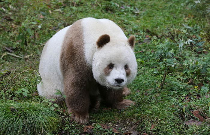 brown-panda-02