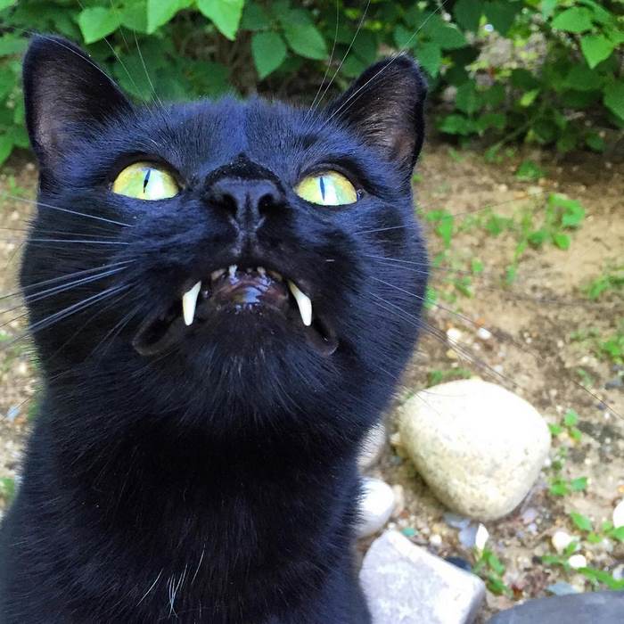 black-cat-vampire-02