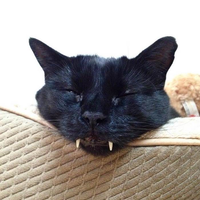 black-cat-vampire-03