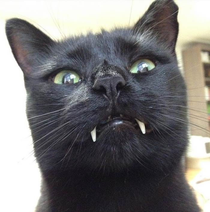 black-cat-vampire-07