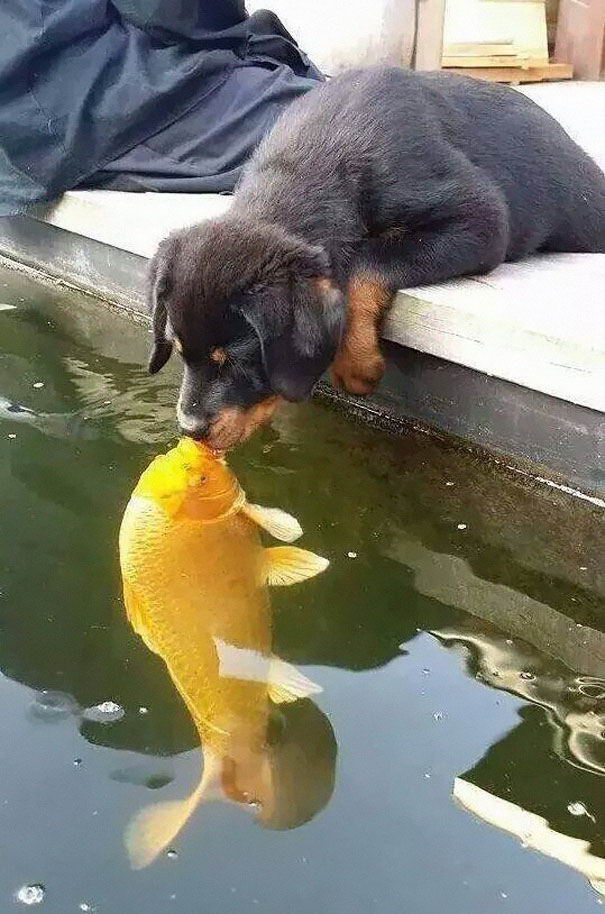 dog-kissing-fish-00