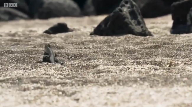 iguana-bbc-01