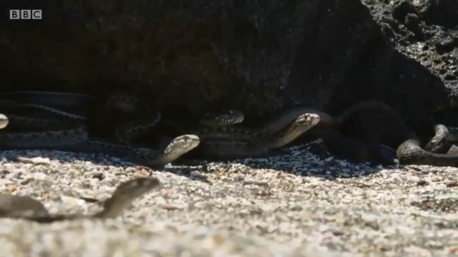 iguana-bbc-02