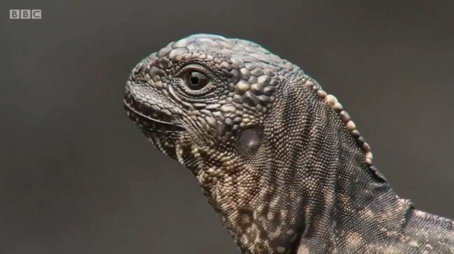 iguana-bbc-03