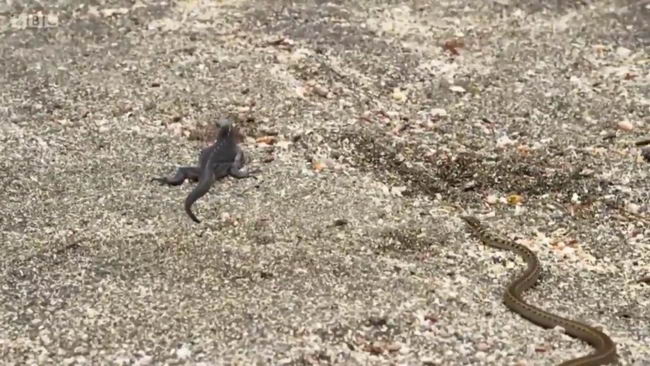 iguana-bbc-05