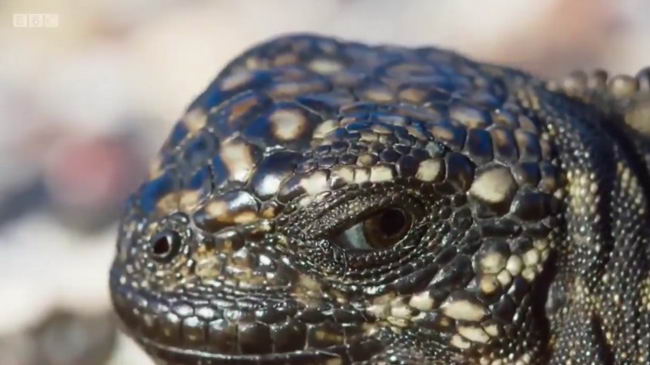 iguana-bbc-06