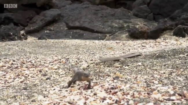 iguana-bbc-07
