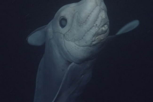 shark-p-03