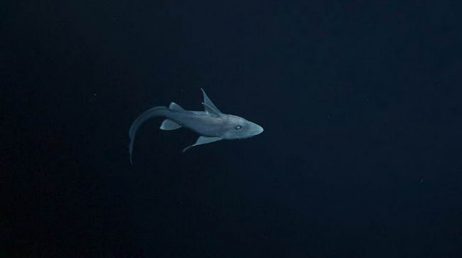 shark-p-04