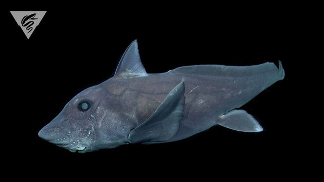 shark-p-05