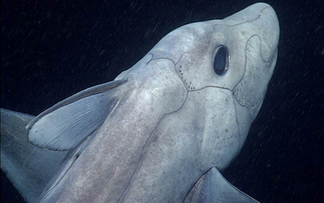 shark-p-06