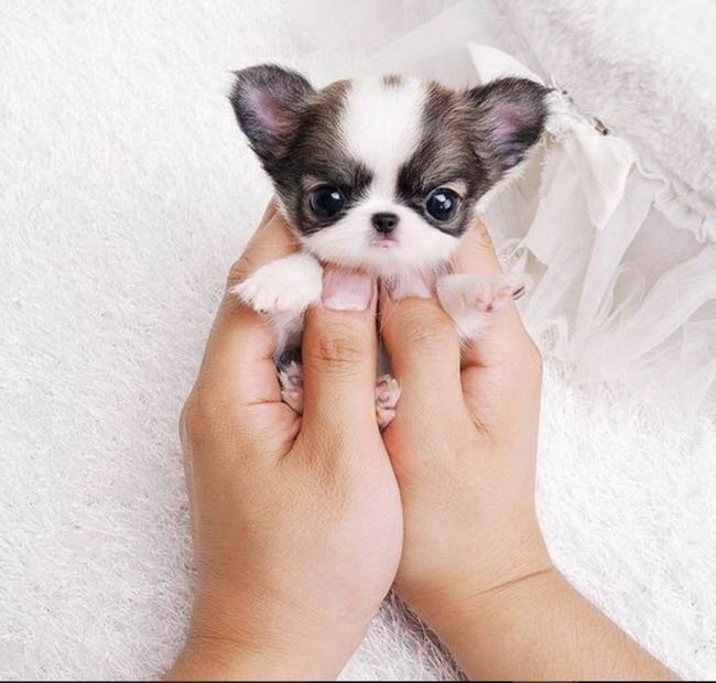 tiny-puppy-21