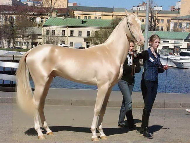 beautiful-horse-01