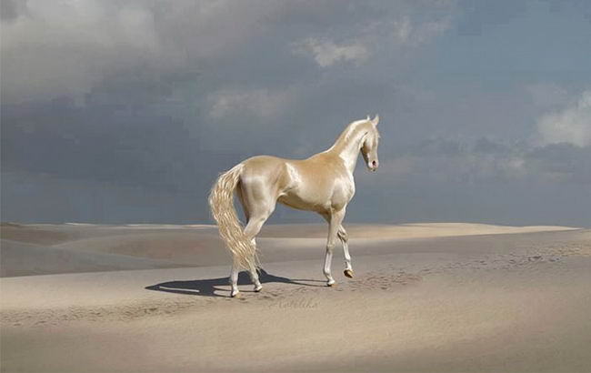 beautiful-horse-02
