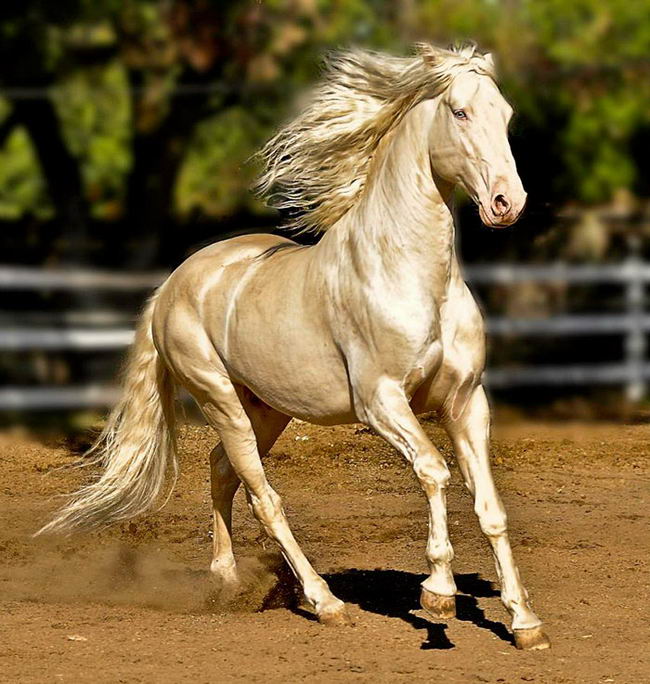 beautiful-horse-04