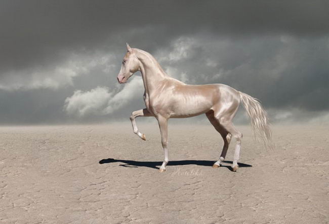beautiful-horse-06