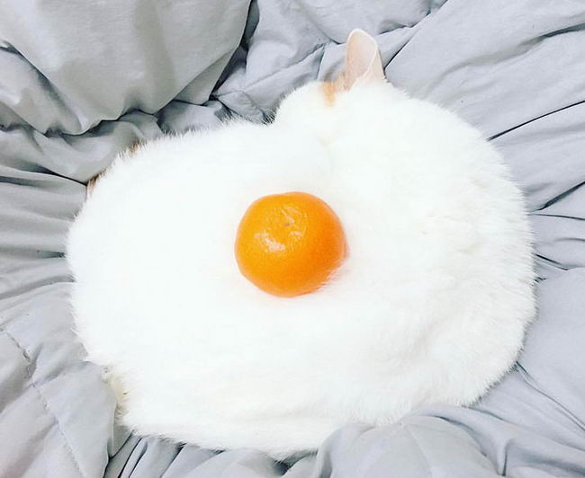 cat-egg-00