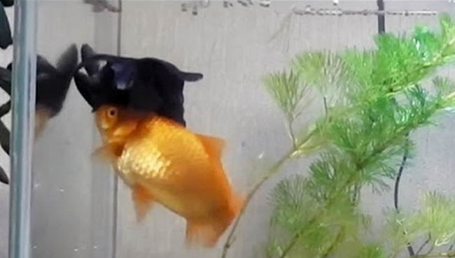 goldfish-02