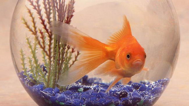 goldfish-04