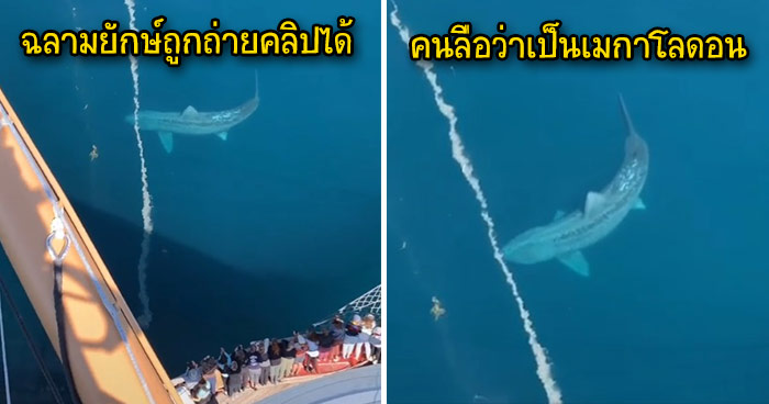 ฉลามยักษ์ถูกพบในแอตแลนติก จุดกระแสว่าเมกาโลดอนยังไม่สูญพันธุ์ | เพชรมายา
