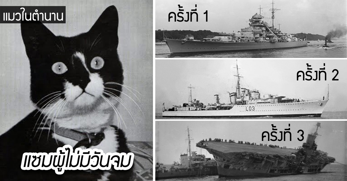 แซม แมวที่ใช้ 3 จาก 9 ชีวิตเอาตัวรอดจากเรืออับปางทั้ง 3 ครั้งได้ - เพชรมายา