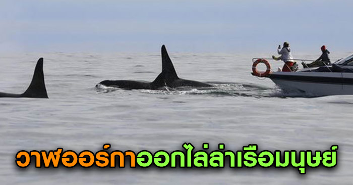คนเรือใช้เพลงเฮฟวีเมทัลขู่วาฬออร์กาไม่ให้พุ่งชนเรือ แต่ผลลัพธ์กลับตรง ...